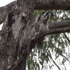 Podargus strigoides (Tawny Frogmouth) at Red Hill, ACT - 6 Jan 2020 by roymcd