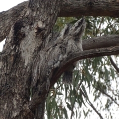 Podargus strigoides (Tawny Frogmouth) at Red Hill Nature Reserve - 5 Jan 2020 by roymcd