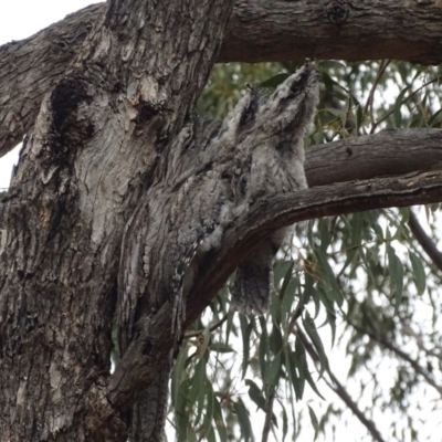 Podargus strigoides (Tawny Frogmouth) at Red Hill, ACT - 5 Jan 2020 by roymcd