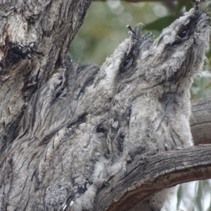 Podargus strigoides at Red Hill, ACT - 6 Jan 2020