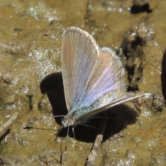 Zizina otis (Common Grass-Blue) at Gordon, ACT - 27 Nov 2019 by michaelb