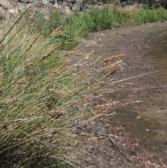 Carex appressa (Tall Sedge) at Gordon, ACT - 27 Nov 2019 by MichaelBedingfield