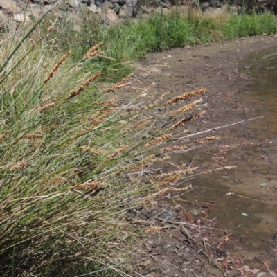 Carex appressa (Tall Sedge) at Gordon, ACT - 27 Nov 2019 by michaelb