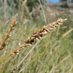 Carex appressa at Gordon, ACT - 27 Nov 2019