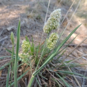 Dactylis glomerata at Gordon, ACT - 27 Nov 2019