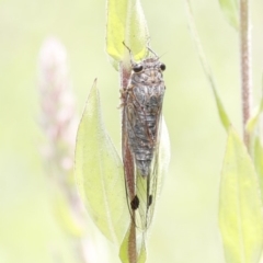 Galanga labeculata (Double-spotted cicada) at ANBG - 8 Jan 2020 by HelenCross