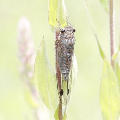 Galanga labeculata (Double-spotted cicada) at ANBG - 8 Jan 2020 by HelenCross