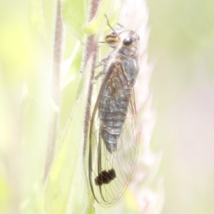 Galanga labeculata at Acton, ACT - 8 Jan 2020