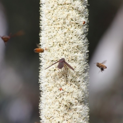 Comptosia insignis (A bee fly) at Acton, ACT - 18 Nov 2019 by TimL