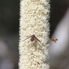 Comptosia insignis at Acton, ACT - 19 Nov 2019 08:40 AM