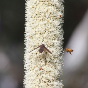 Comptosia insignis at Acton, ACT - 19 Nov 2019 08:40 AM