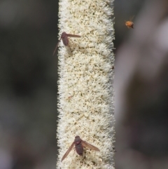 Comptosia insignis at Acton, ACT - 19 Nov 2019 08:40 AM