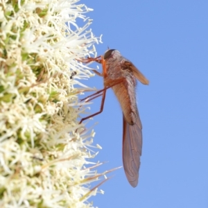 Comptosia insignis at Acton, ACT - 19 Nov 2019 08:34 AM