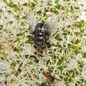 Rutilia (Chrysorutilia) sp. (genus & subgenus) at Acton, ACT - 19 Nov 2019 08:33 AM