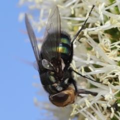 Rutilia (Chrysorutilia) sp. (genus & subgenus) at Acton, ACT - 19 Nov 2019 08:33 AM