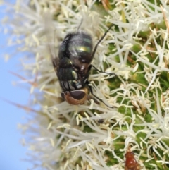 Rutilia (Chrysorutilia) sp. (genus & subgenus) at Acton, ACT - 19 Nov 2019 08:33 AM