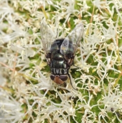 Rutilia (Chrysorutilia) sp. (genus & subgenus) at Acton, ACT - 19 Nov 2019 08:33 AM