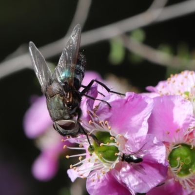 Rutilia (Donovanius) sp. (genus & subgenus) (A Bristle Fly) at Acton, ACT - 19 Nov 2019 by TimL