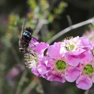 Rutilia (Donovanius) sp. (genus & subgenus) at Acton, ACT - 19 Nov 2019