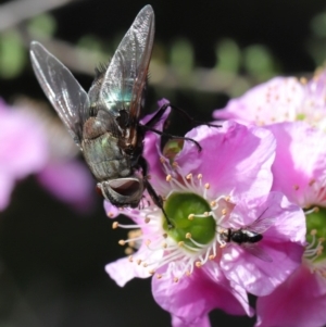 Rutilia (Donovanius) sp. (genus & subgenus) at Acton, ACT - 19 Nov 2019