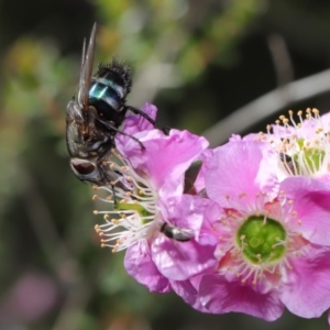 Rutilia (Donovanius) sp. (genus & subgenus) at Acton, ACT - 19 Nov 2019