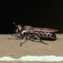 Atomosiini sp. (tribe) (Atomosiine robber fly) at Acton, ACT - 18 Nov 2019 by TimL
