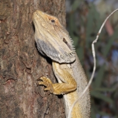 Pogona barbata (Eastern Bearded Dragon) at ANBG - 20 Nov 2019 by TimL