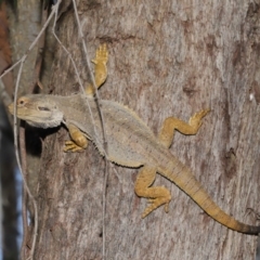 Pogona barbata at Acton, ACT - suppressed