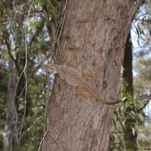 Pogona barbata at Acton, ACT - suppressed