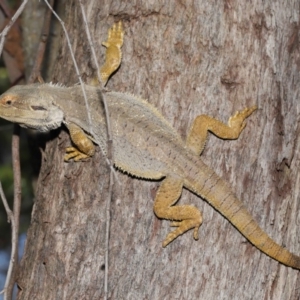 Pogona barbata at Acton, ACT - suppressed