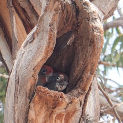 Callocephalon fimbriatum (Gang-gang Cockatoo) at Hughes Grassy Woodland - 7 Jan 2020 by JackyF