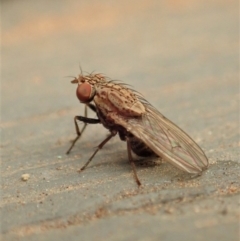 Unidentified True fly (Diptera) at Cook, ACT - 1 Jan 2020 by CathB