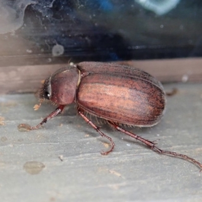 Sericesthis nigrolineata (Dusky pasture scarab) at Cook, ACT - 2 Jan 2020 by CathB