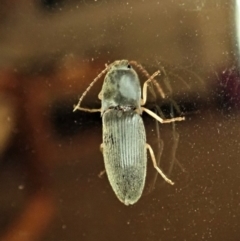 Monocrepidius (genus) (Click beetle) at Cook, ACT - 3 Jan 2020 by CathB