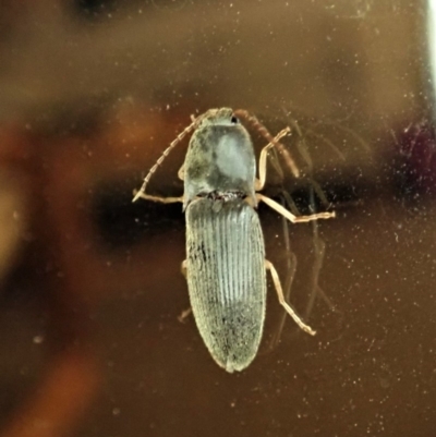Monocrepidus sp. (genus) (Click beetle) at Cook, ACT - 3 Jan 2020 by CathB