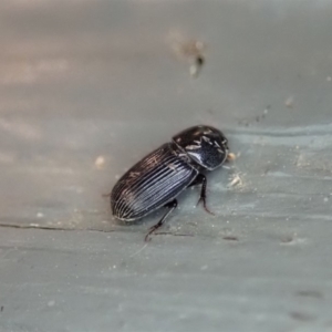 Aphodiinae (subfamily) at Cook, ACT - 3 Jan 2020