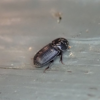Aphodiinae (subfamily) (Aphodiine scarab beetle) at Cook, ACT - 3 Jan 2020 by CathB