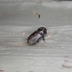 Aphodiinae (subfamily) at Cook, ACT - 3 Jan 2020 10:40 PM