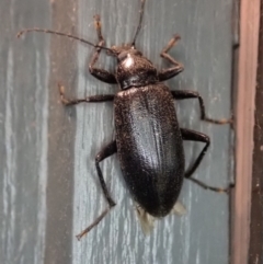 Metistete pimeloides (Comb-clawed beetle) at Cook, ACT - 3 Jan 2020 by CathB