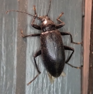 Metistete pimeloides at Cook, ACT - 3 Jan 2020 10:41 PM