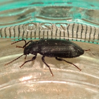 Unidentified Darkling beetle (Tenebrionidae) at Cook, ACT - 1 Jan 2020 by CathB