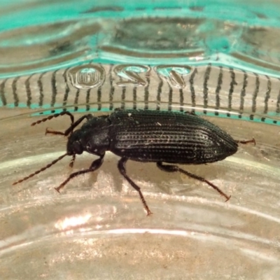 Unverified Darkling beetle (Tenebrionidae) at Cook, ACT - 1 Jan 2020 by CathB