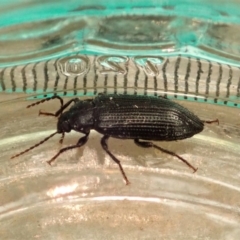 Unidentified Darkling beetle (Tenebrionidae) (TBC) at Cook, ACT - 1 Jan 2020 by CathB