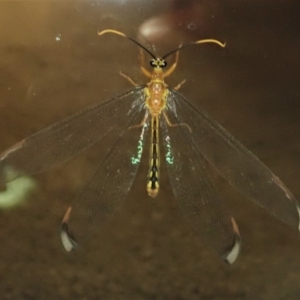 Nymphes myrmeleonoides at Cook, ACT - 2 Jan 2020