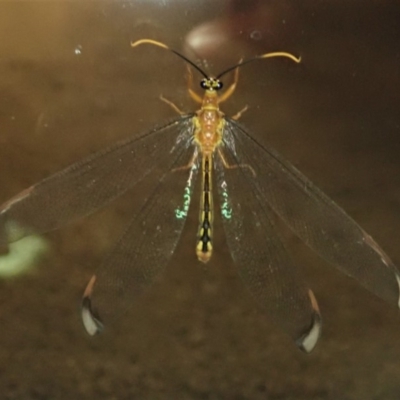 Nymphes myrmeleonoides (Blue eyes lacewing) at Cook, ACT - 2 Jan 2020 by CathB