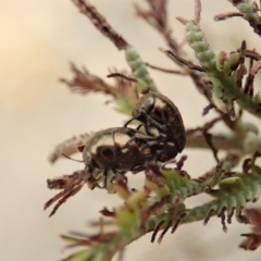 Ditropidus sp. (genus) (Leaf beetle) at Dunlop, ACT - 2 Jan 2020 by CathB