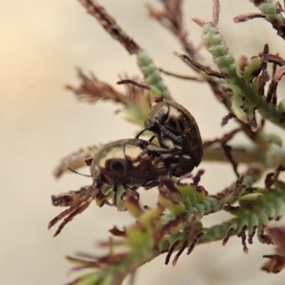 Ditropidus sp. (genus) (Leaf beetle) at Dunlop, ACT - 2 Jan 2020 by CathB