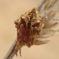 Backobourkia sp. (genus) (An orb weaver) at Cook, ACT - 2 Jan 2020 by CathB