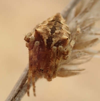 Backobourkia (genus) (An orb weaver) at Cook, ACT - 2 Jan 2020 by CathB