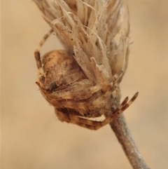 Backobourkia sp. (genus) at Cook, ACT - 2 Jan 2020